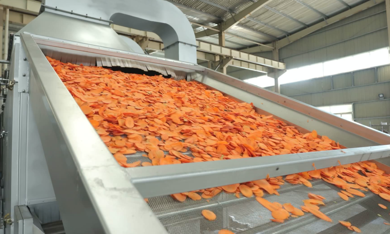 carrot drying process