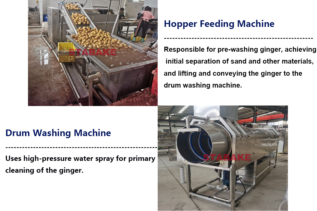 Ginger Washing Processing Line